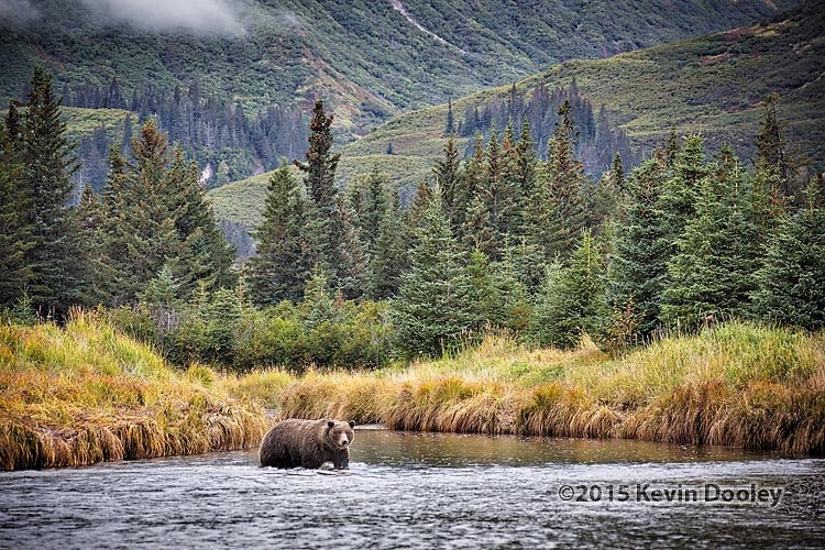 Alaska Brown Bear Photography Workshop