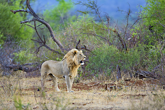 Yervant Photography workshop and Safari