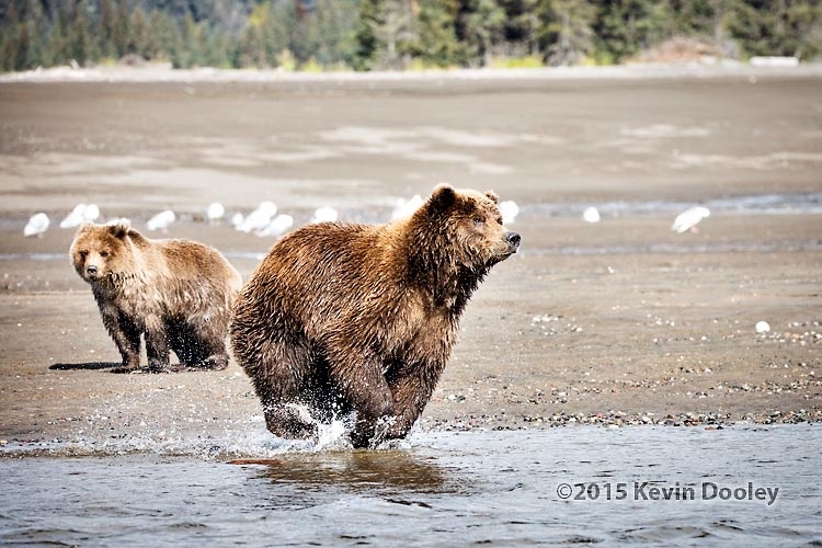 Alaska Brown Bear photography workshop