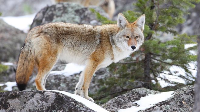 Coyotes are Amazing