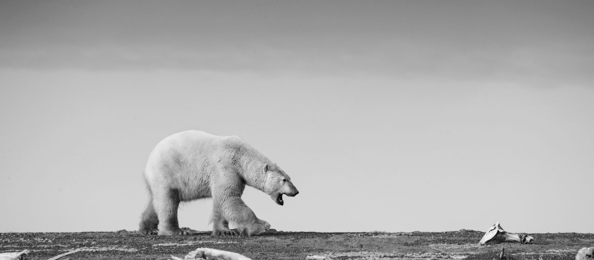 Polar Bear photography Workshop