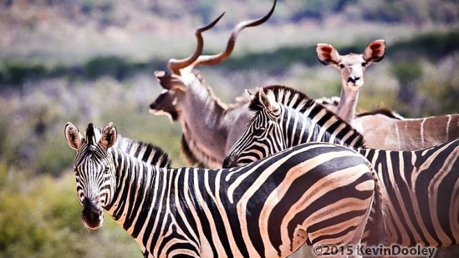 Yervant to do African Safari and workshop
