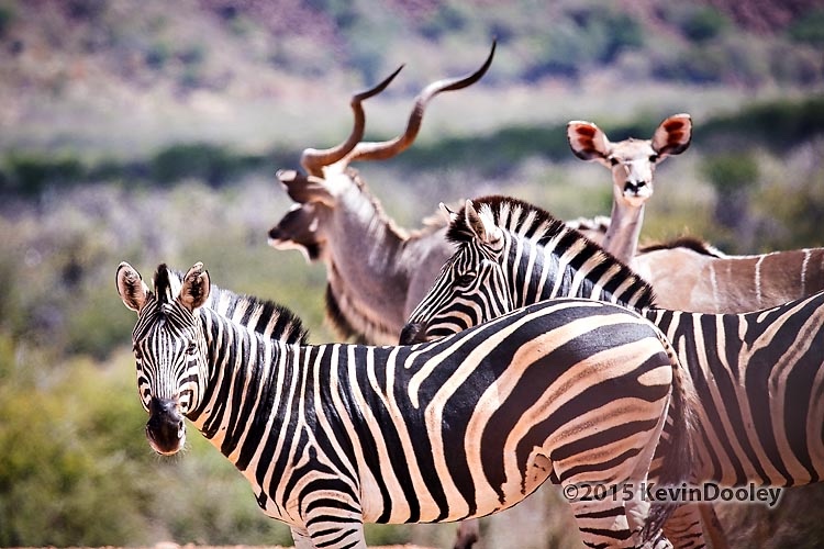 Yervant to do African Safari and workshop