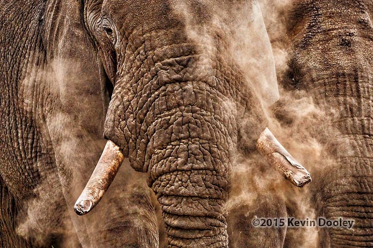 African Safaris March and April 2016