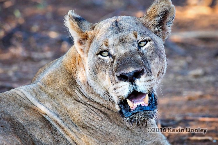Safari Photography, The African Lion