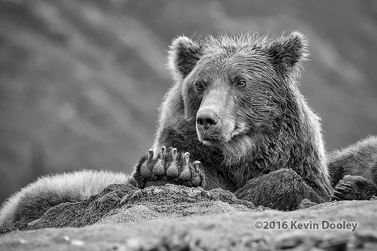 ThinkTank rain Gear rocks Alaskan Brown Bears