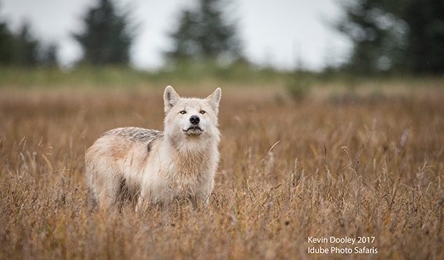 Alaskan Wolf Sighting.