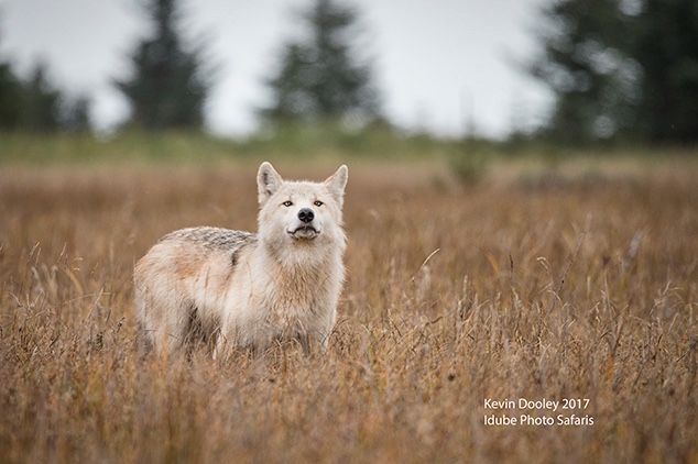 Alaskan Wolf Sighting.