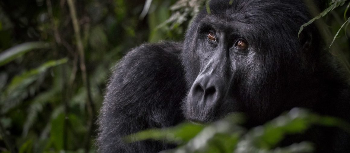 Gorilla Trekking in Bwindi Unganda