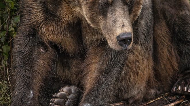 Alaska Bear Photography