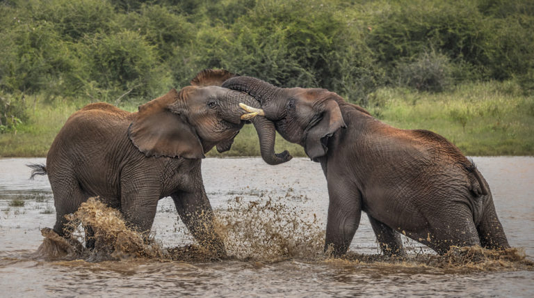 2 Elephants in H2Oweb