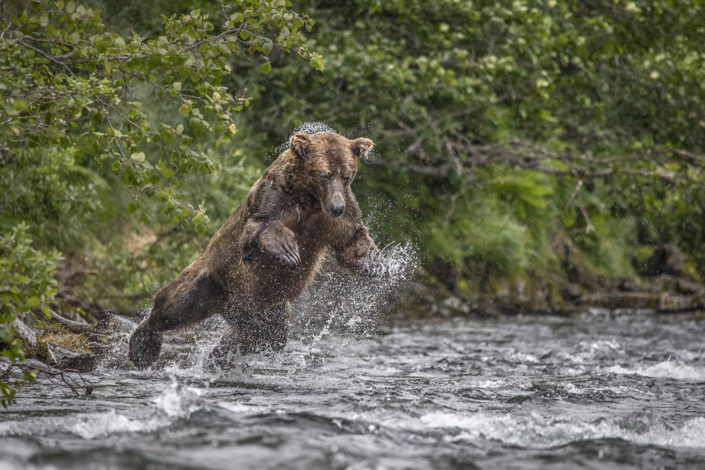 Brown Bear photography Alaska