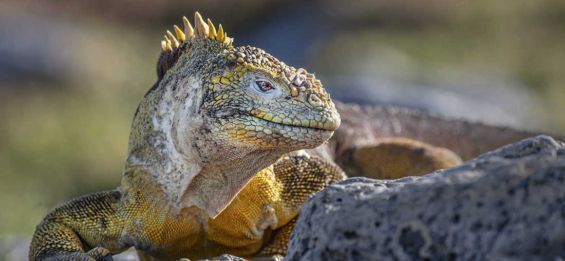 Galapagos