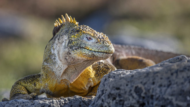 Galapagos