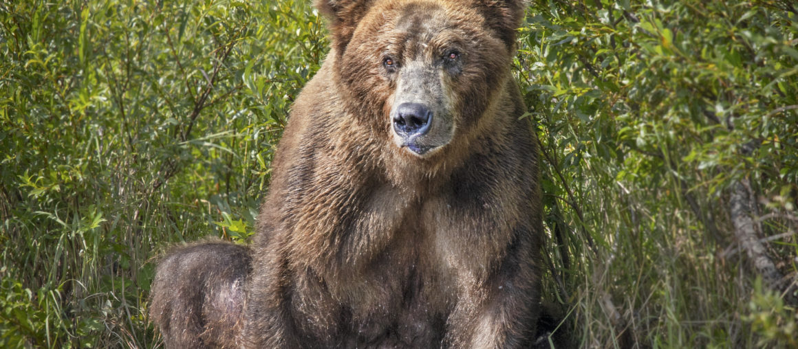 Alaska bear photography: An Interview with Kevin Dooley