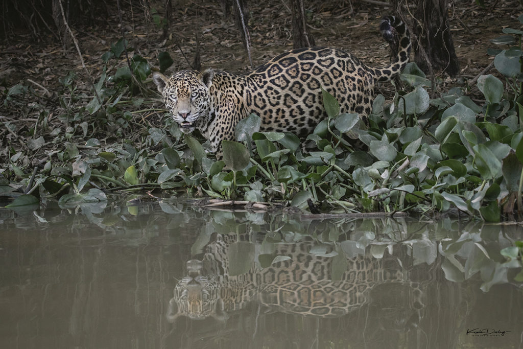 Pantanal Photo Safari