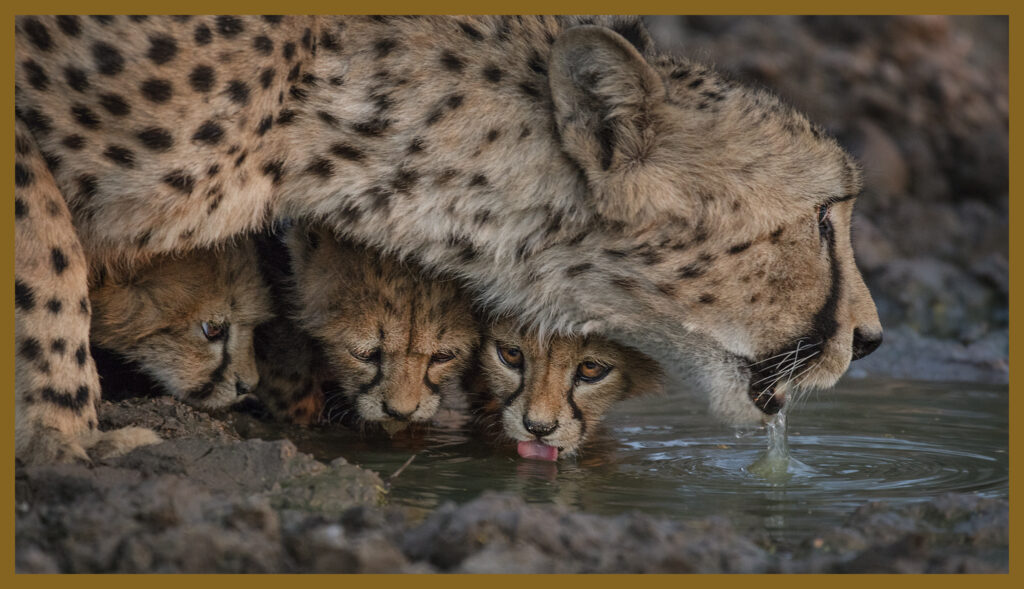 Best of South Africa