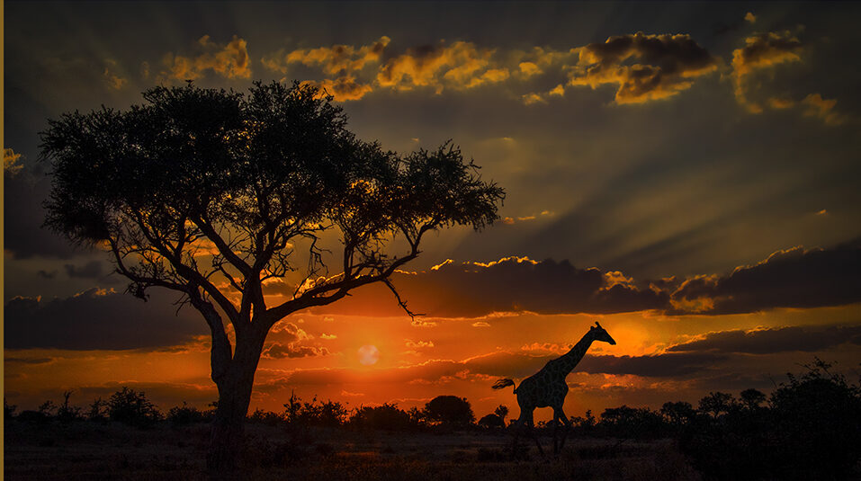 Friends of Nature Best of Botswana Safari