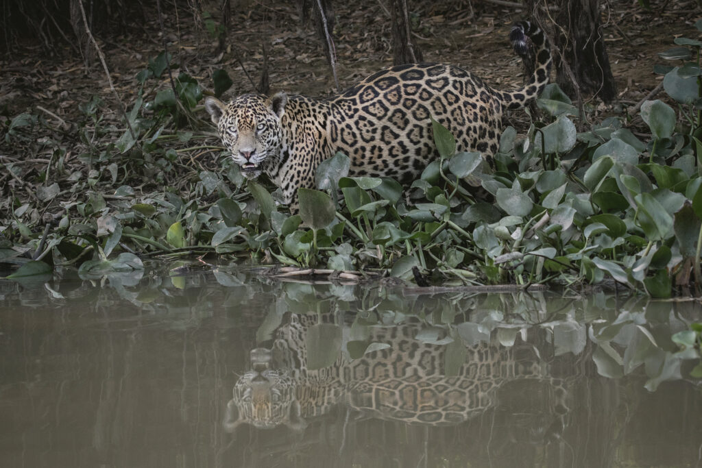 Jaguars of the Pantanal Photography Tour