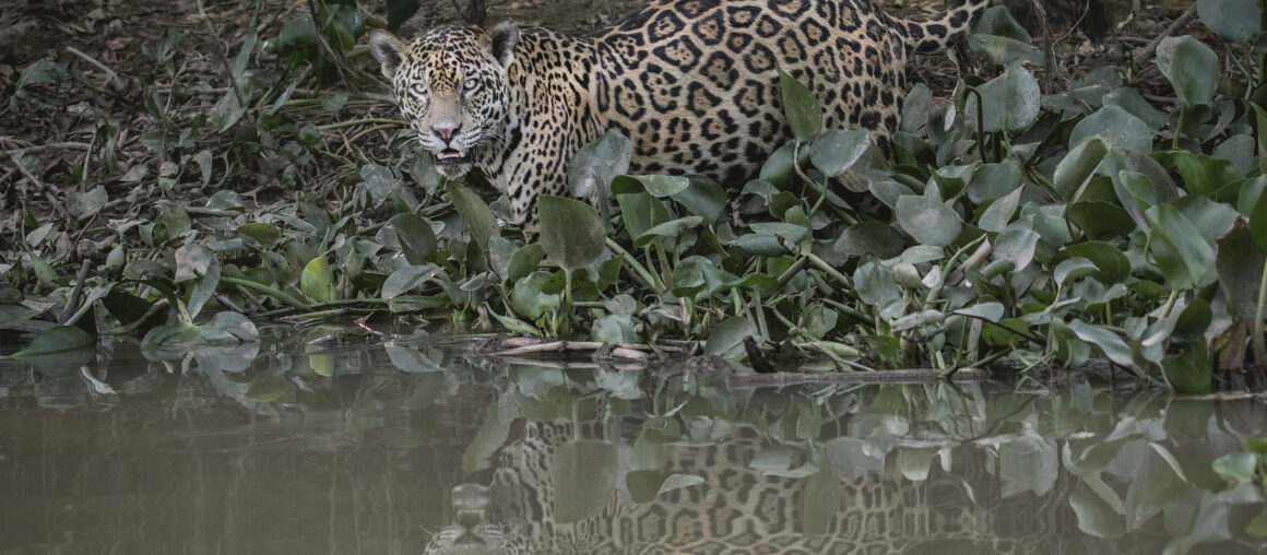 Photographing in the Pantanal