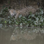 Jaguars of the Pantanal Photography Tour