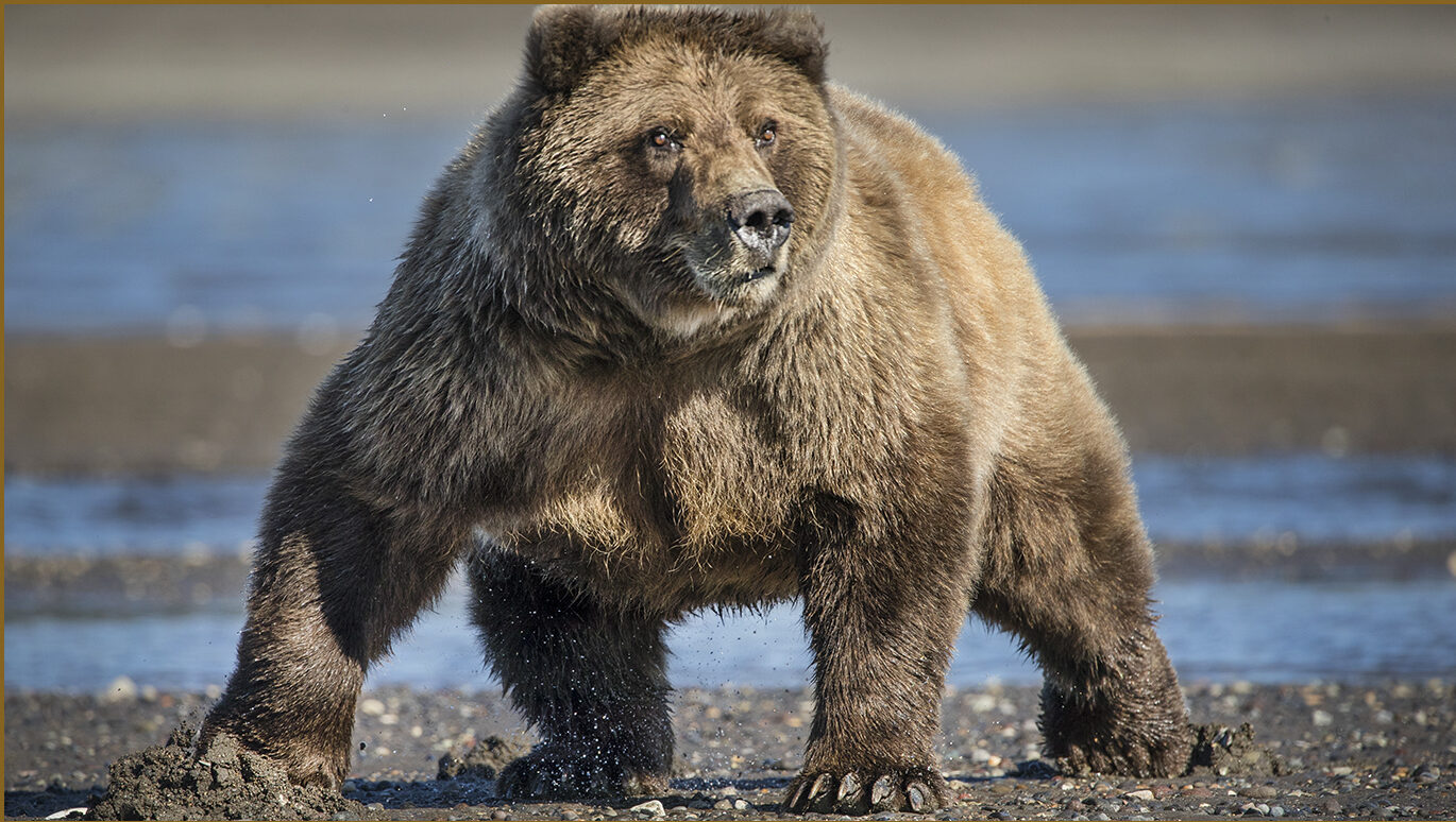 Costal brown Bears Photography Tour