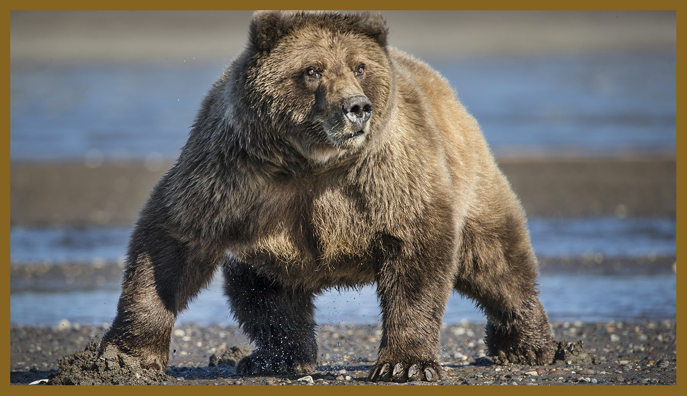 Costal brown Bears Photography Tour