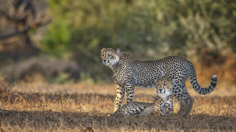 Botswana photographic Safari