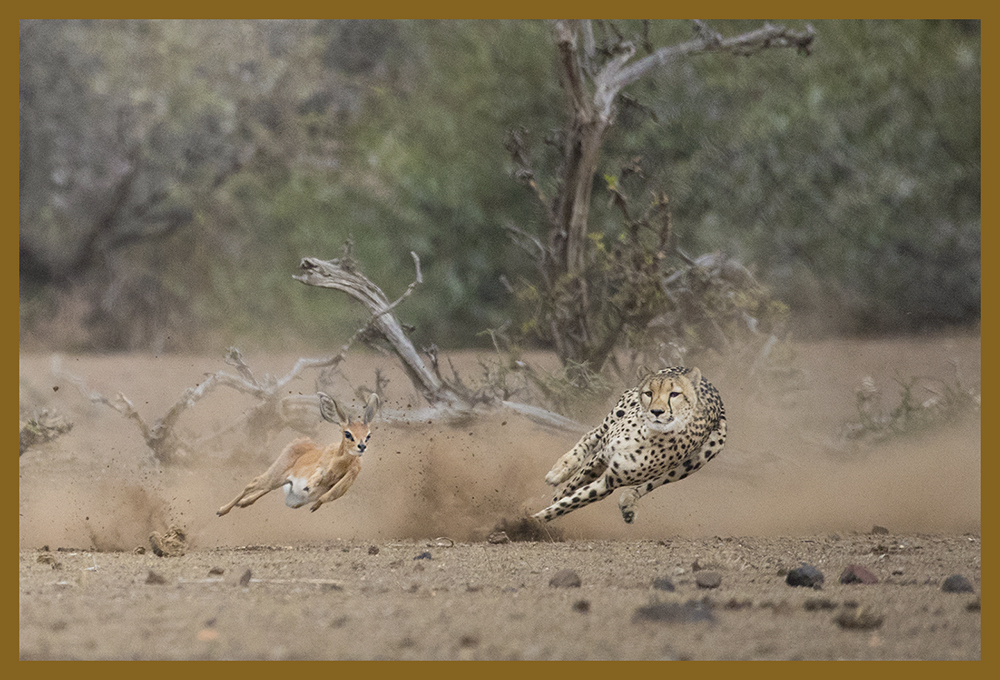 The Wildlife of Botswana with kevin Dooley and Alan Feldman