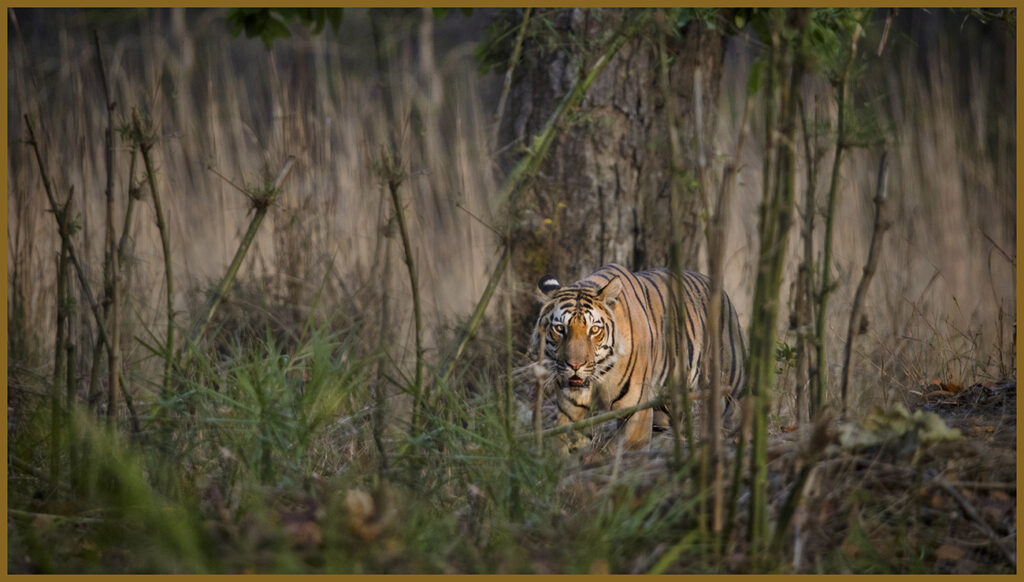 Safari in India: Meet the Royal Bengal Tiger