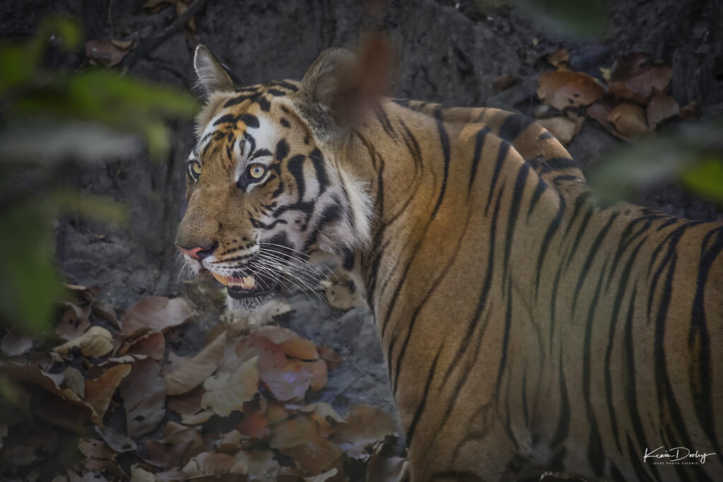 The Best of India wildlife and Tigers Tour