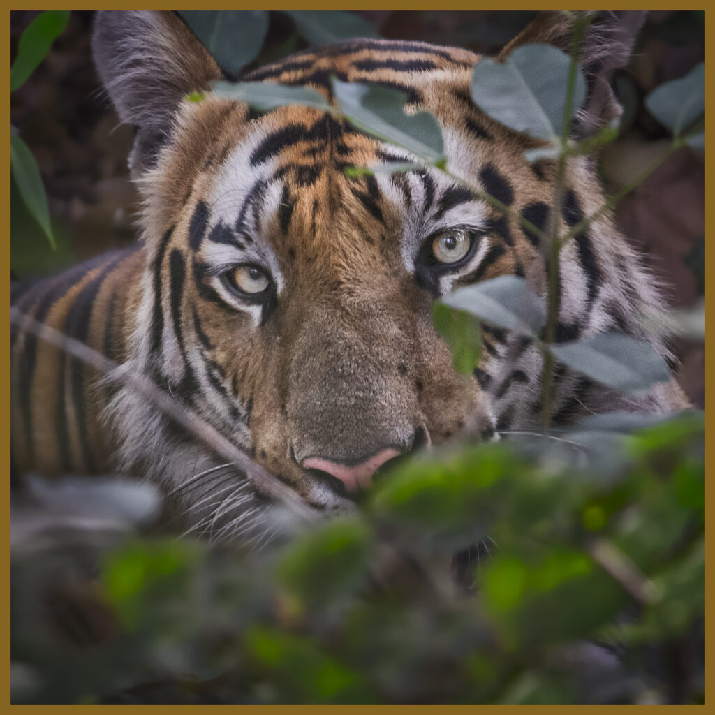 The Best of India wildlife and Tigers photography tour