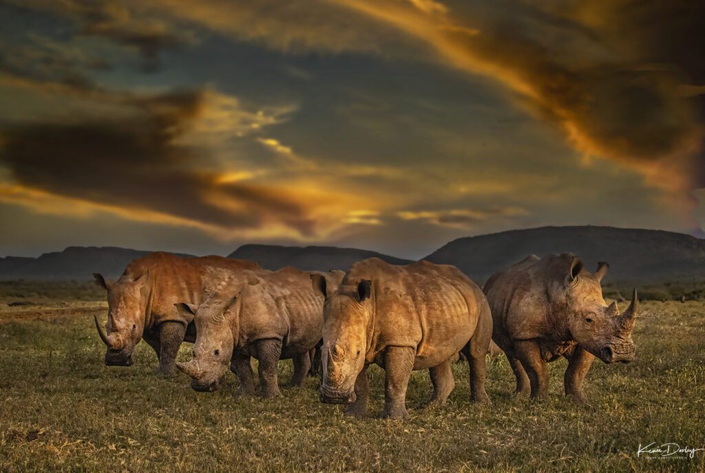 What is a Safari? Wildlife Safari in Africa