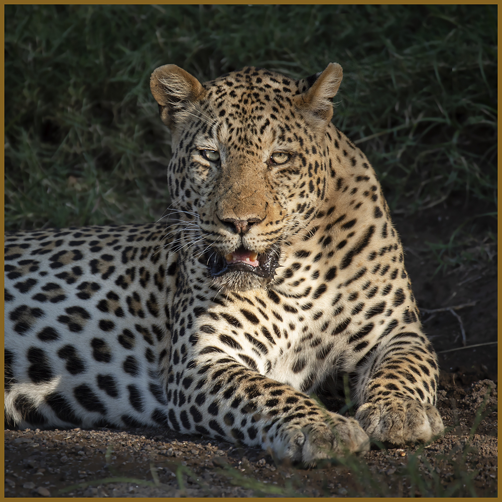 Botswana photographic safari