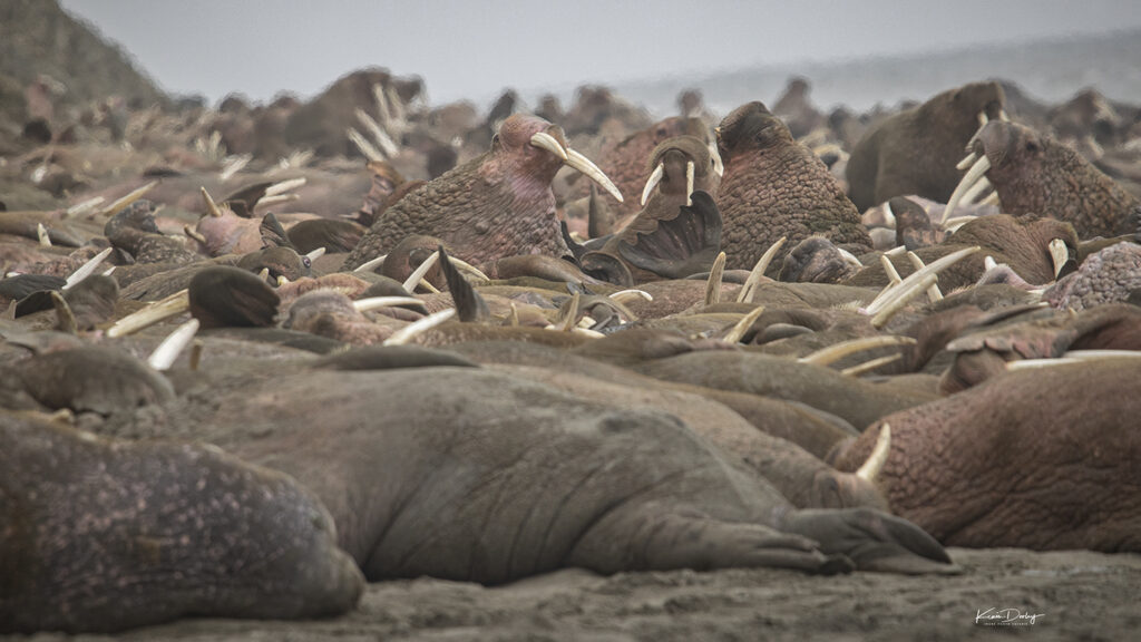 Herd of Walrus Alaska