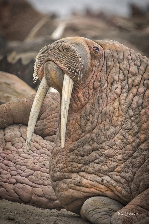 Walrus photography Kevin Dooley