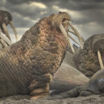 Walrus Photography