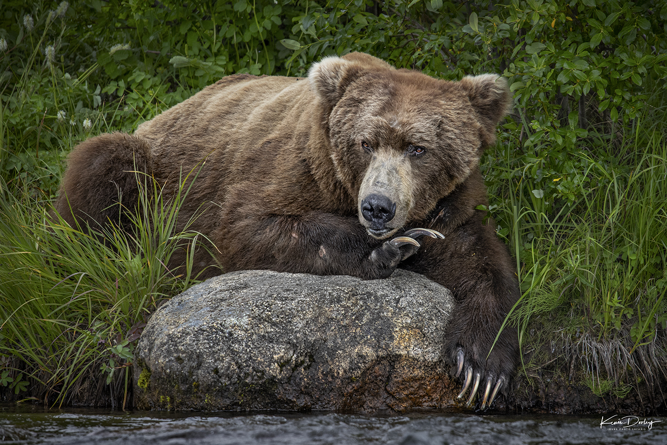 Explainer: Black bear or brown bear?