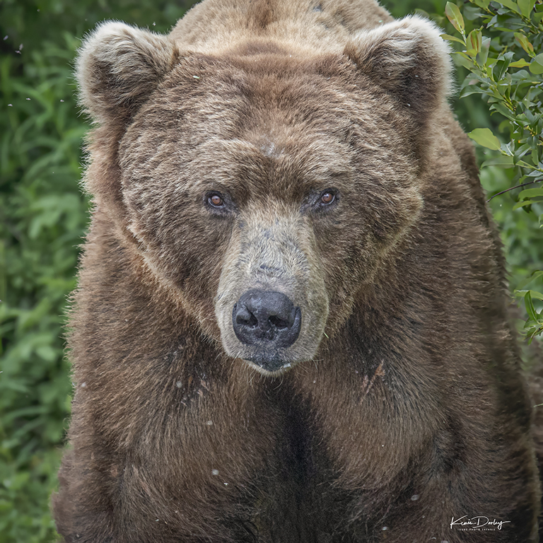 Brown Bear Photography Alaska