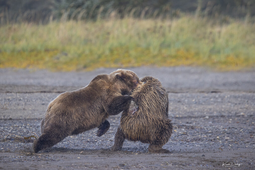 Fighting brown Bears