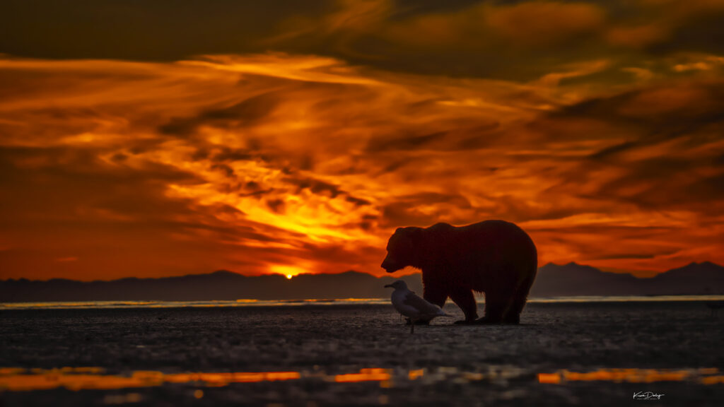 Alaska Brown Bear tour