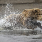 Brown Bear photography Alaska