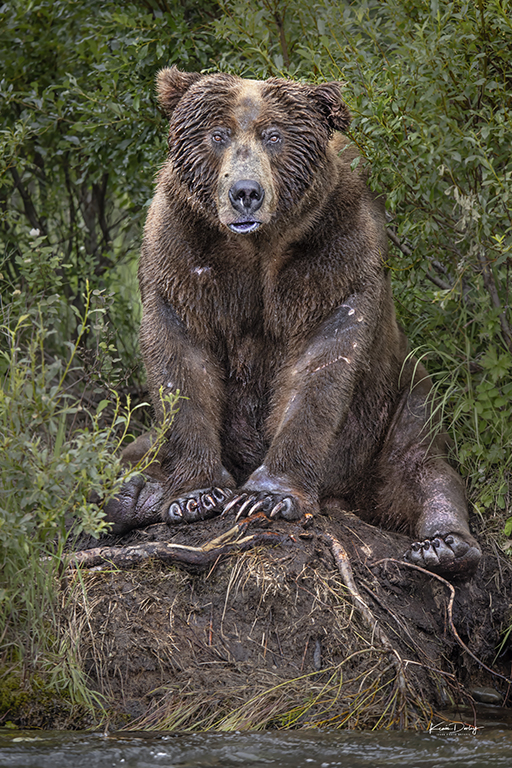 Brown Bear Photography Alaska