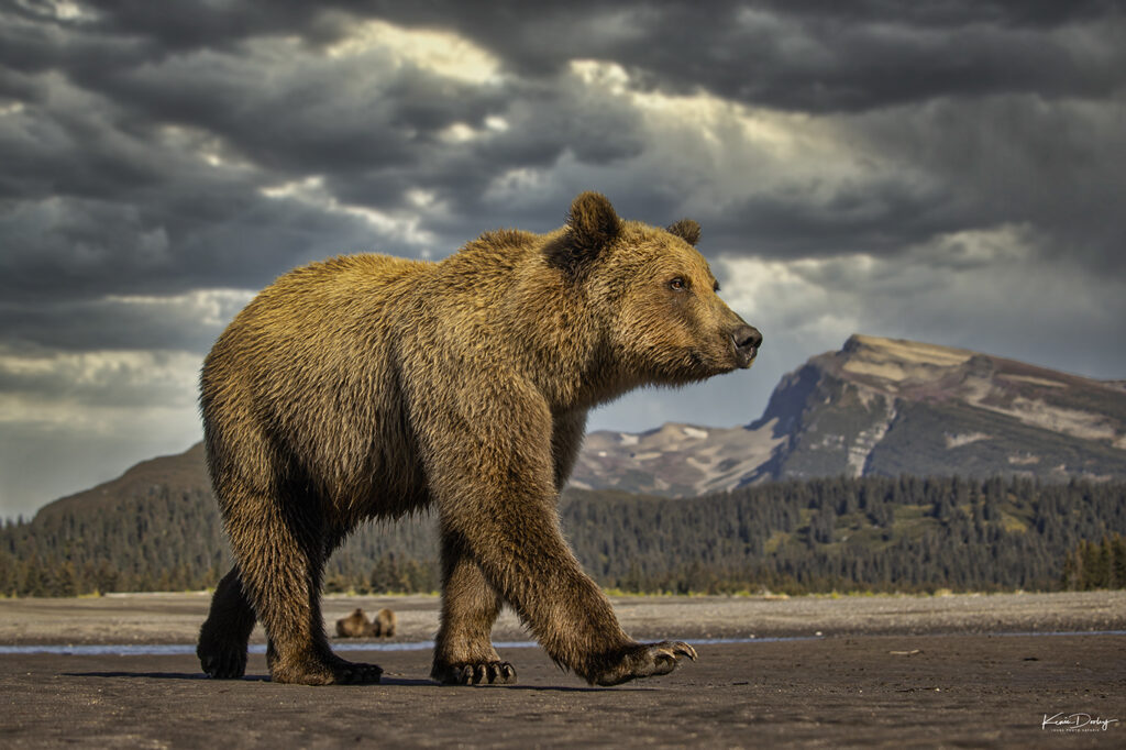 Brown Bear Photos