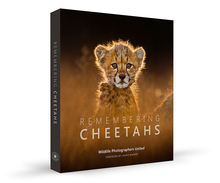 Remembering Cheetahs