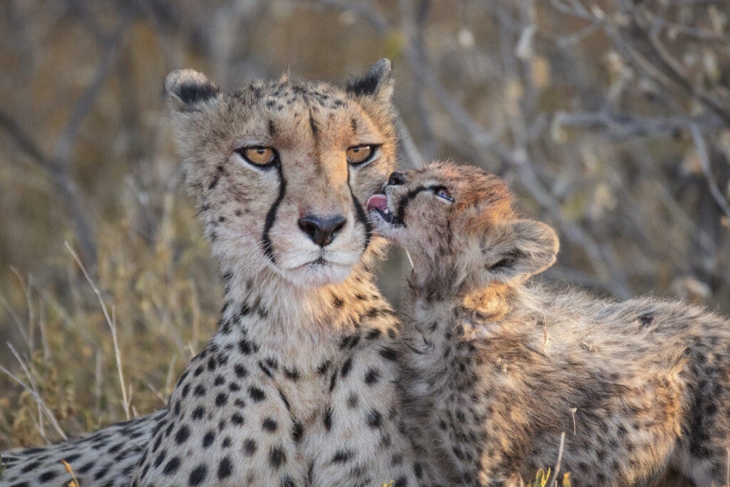 Cheetah Cub