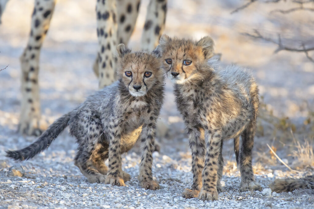 Baby Cheetahs