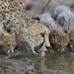 Kevin Dooley Cheetahs