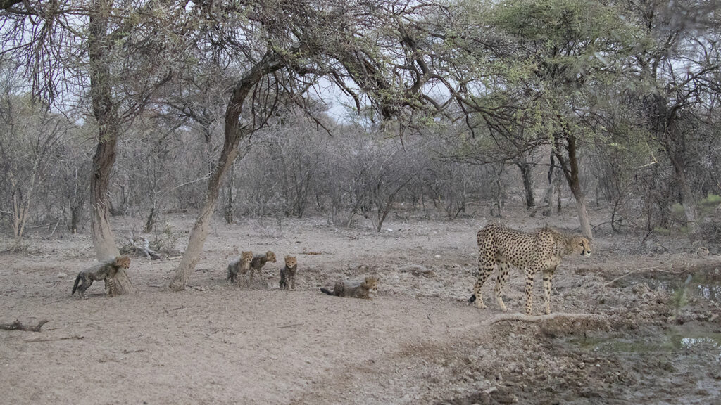 Baby Cheetahs