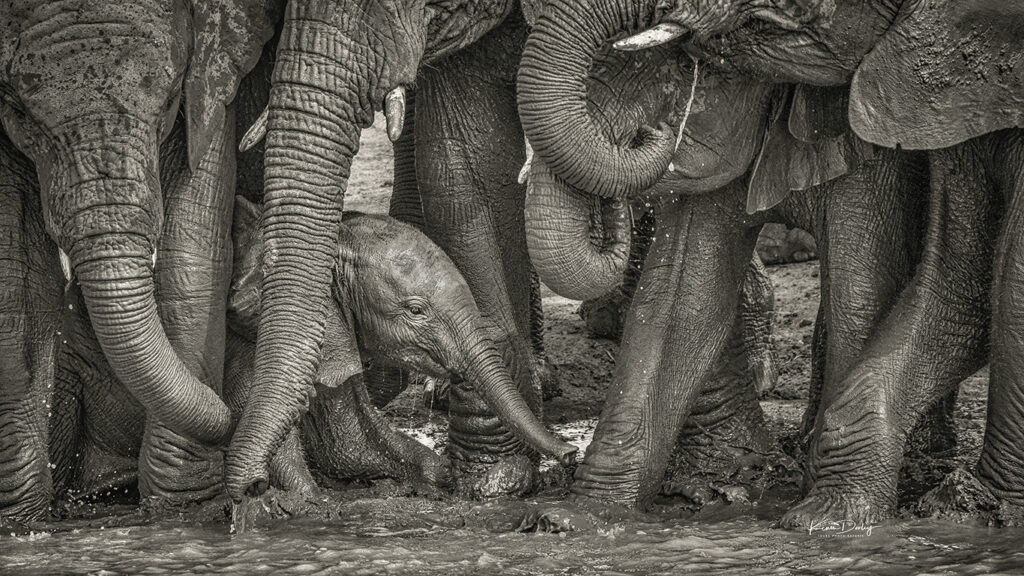 Elephants huddled together with a calf.